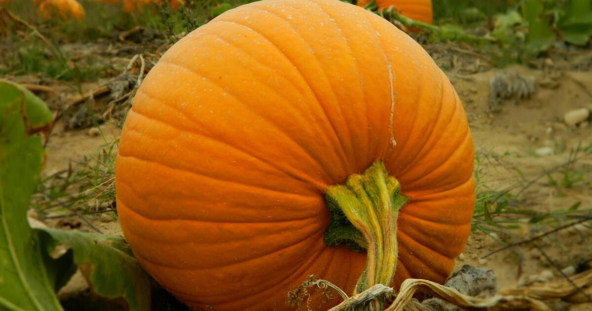 a tök magas vérnyomásának előnyei hipertónia törzskönyve