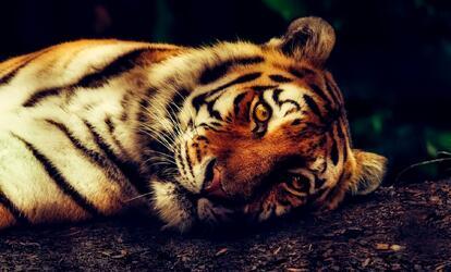 Koronavírusos tigris Egy tigris is megfertőződött a COVID-19-cel