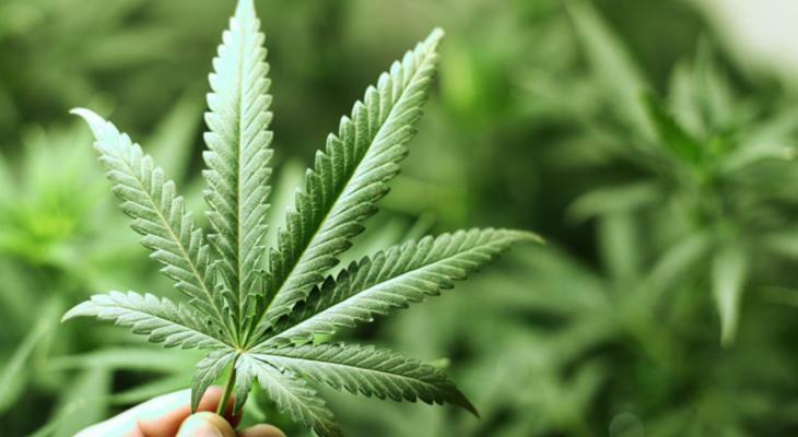 A kannabisz megöli a rákos sejteket? Kannabisz segít a rákgyógyításban?