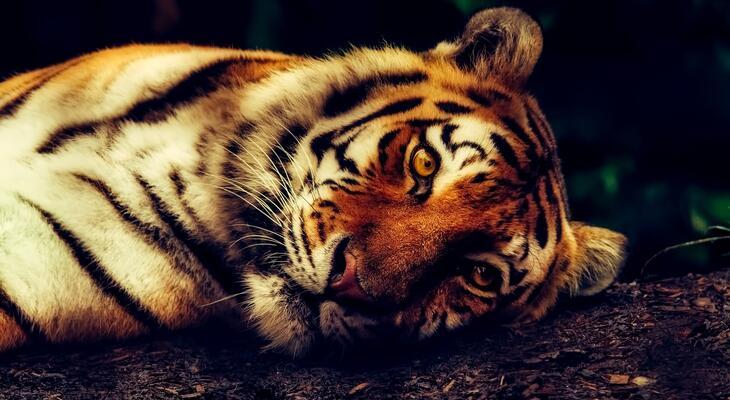 Koronavírusos tigris Egy tigris is megfertőződött a COVID-19-cel