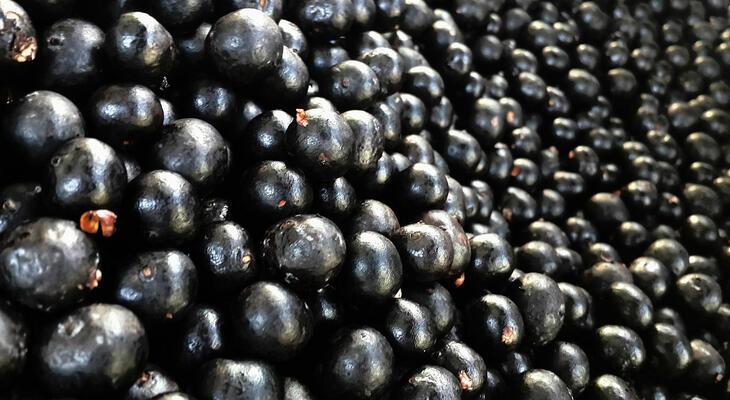 Az acai berry hatása a testre Az acai berry jótékony hatásai