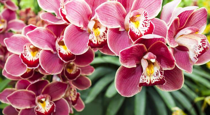 Így gondozd az orchideád Tuti tippek az orchidea gondozásához