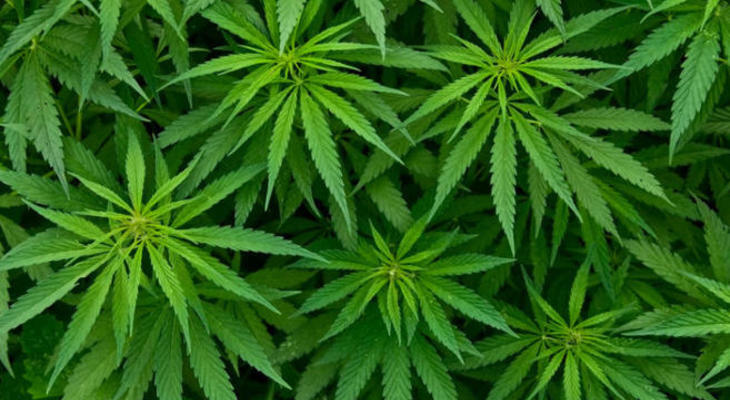 A kannabisz megöli a rákos sejteket? Kannabisz segít a rákgyógyításban?