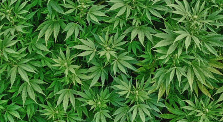 A kannabisz megöli a rákos sejteket? Kannabisz segít a rákgyógyításban?