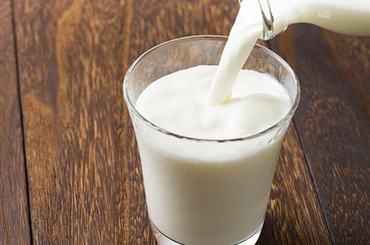 A tejfogyasztás káros felnőttkorban