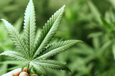 A kannabisz megöli a rákos sejteket?  Kannabisz segít a rákgyógyításban?