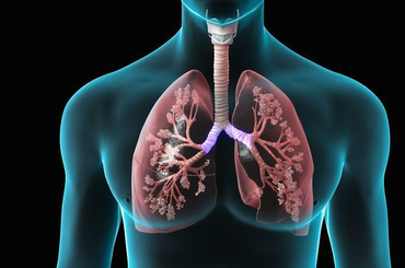 10 növény, ami tisztítja a légutakat, megvédi a tüdőt és fertőtlenít