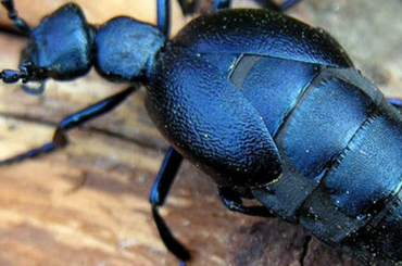 Kék nünüke, a halálos bogár Kék nünüke