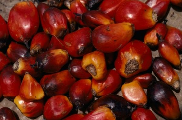 Veszélyes, halálos, mérgező ételek.