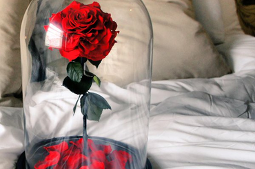 Itt az "örök rózsa", amiben 20 évig gyönyörködhetsz 