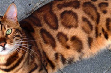 Ő a világ legszebb macskája!  Nem hiszel majd a szemednek, ha megnézed ezt a gyönyörű cicát!