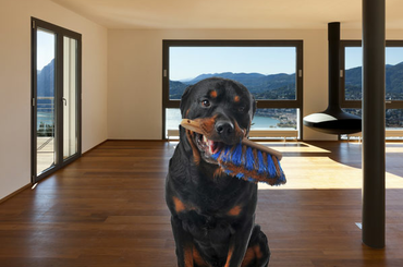 Takarítsunk állatira