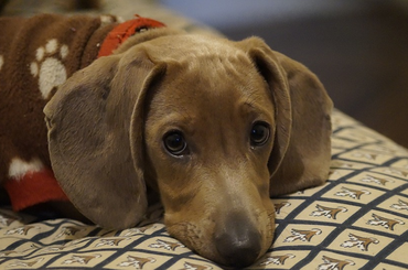 Így mutatja ki egy kutya, hogy nagyon szeret