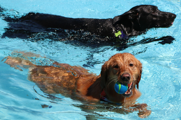 Top 10 tipp nyárra, hogy a kutyánk is kibírja a kánikulát