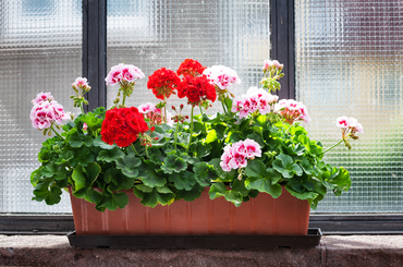 Növények teleltetése