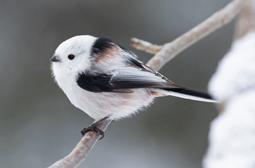 Az Északi őszapó bemutatása