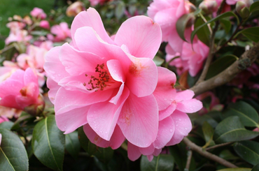 Ezek a növények nem okoznak szénanáthát Ezeket a virágokat ültesd a kertbe, ha allergiás vagy!