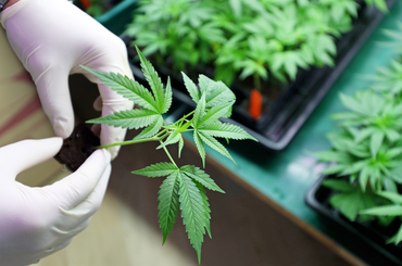 A marihuána segíthet az agyi leépülésen