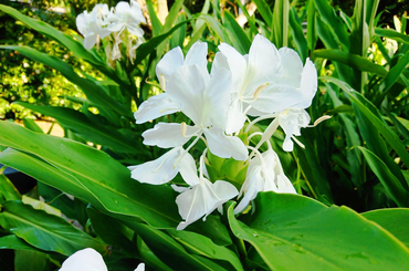 Illatos virágok a kertbe