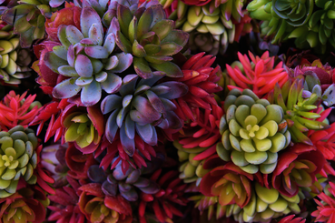 Pozsgás növények gondozása