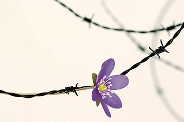 A döntés - igaz történet A döntés - Edith Eva Eger