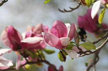 15 dekoratív lombhullató szoliter növény, ami nem hiányozhat a kertből!