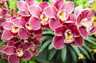 Tuti tippek az orchidea gondozásához