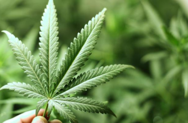 Kannabisz segít a rákgyógyításban? 