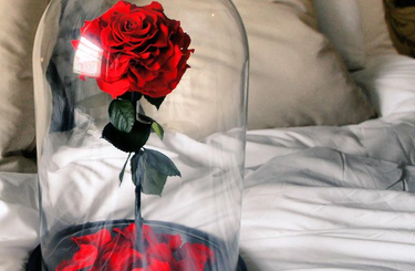 Itt az "örök rózsa", amiben 20 évig gyönyörködhetsz 