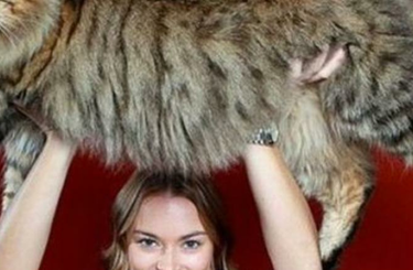 A világ legnagyobb macskái 