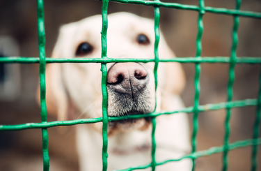 Kutyát szeretnél? Így válassz!