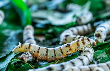 Új felfedezés: A műanyagevő viaszkukac
