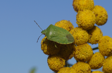 Otthoni praktikák, hogy megszabadulj a poloskáktól