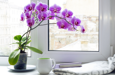Orchidea gondozása