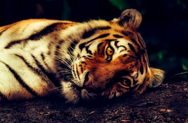 Egy tigris is megfertőződött a COVID-19-cel