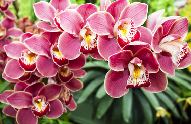 Tuti tippek az orchidea gondozásához